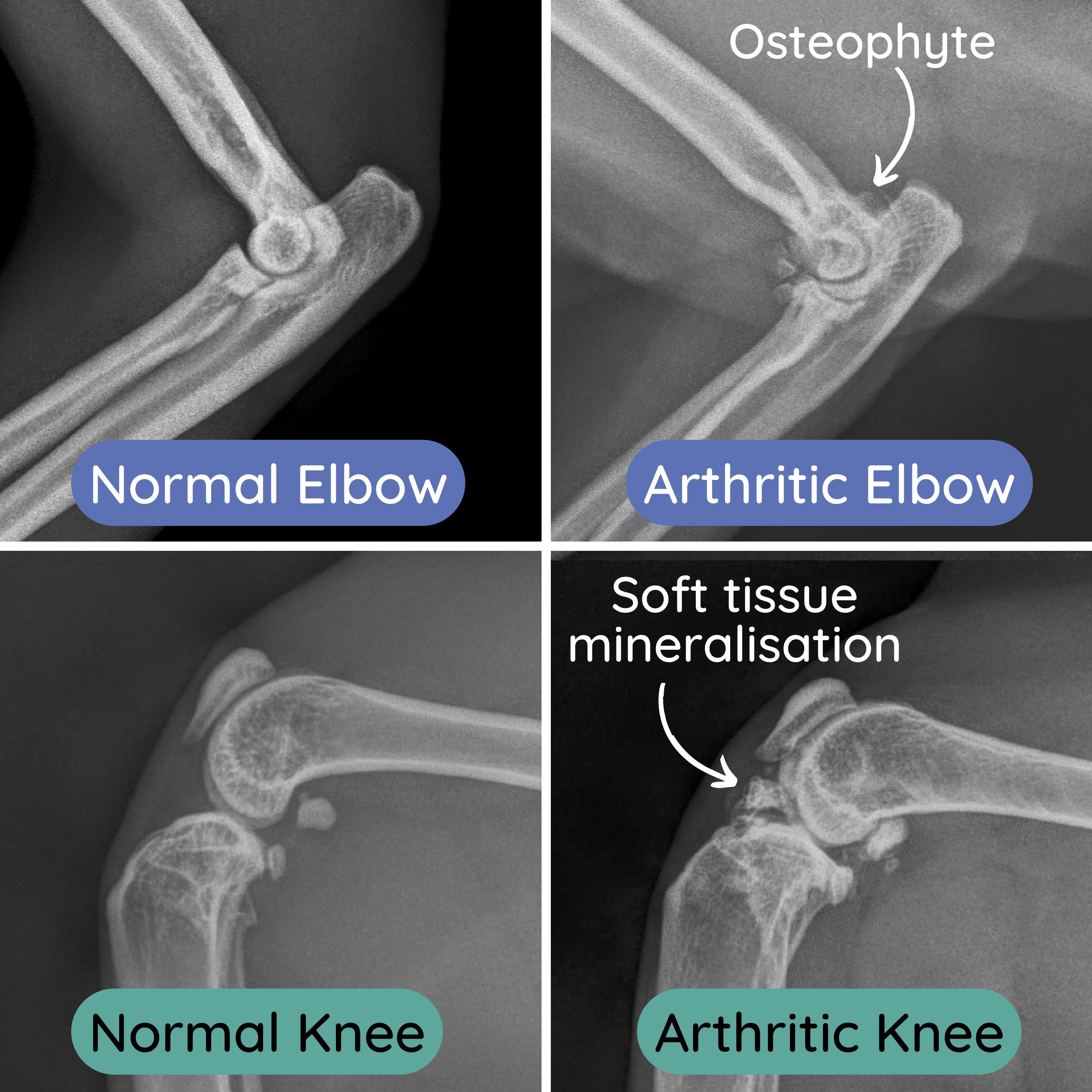 Picture of Arthritis in Cats | The Complete Guide to Caring for Your Cat